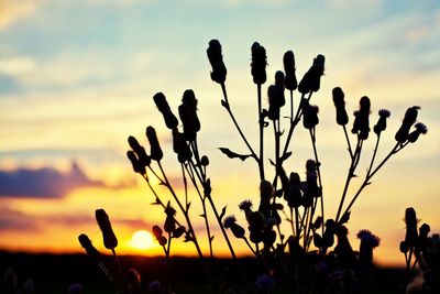 Silhouette plants at sunset