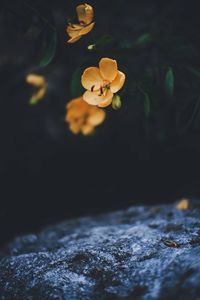 Close-up of flower in water