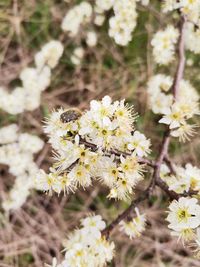 Close-up of white flowering plant