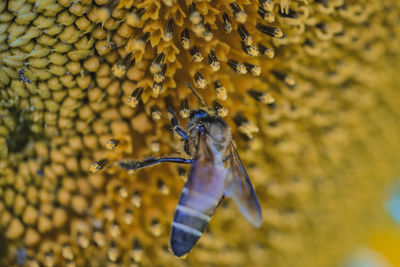 Close-up of bee pollinating on flower