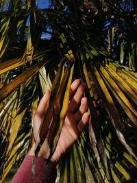 Cropped image of hand holding coconut palm tree