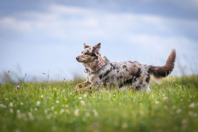 Dogs running on grassy field