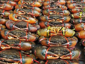 Full frame shot of crabs arranged at market for sale