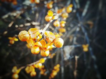 Close-up of yellow flowers blooming outdoors