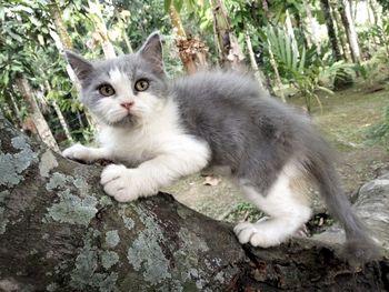 Portrait of cat sitting by plants