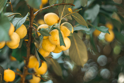 Close-up of fruits on tree