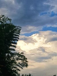 Low angle view of tree against sky