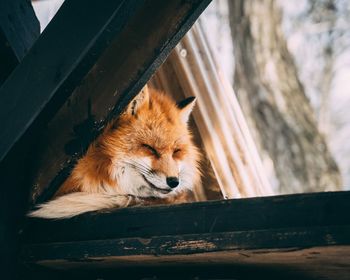 Close-up of fox sleeping on wooden table