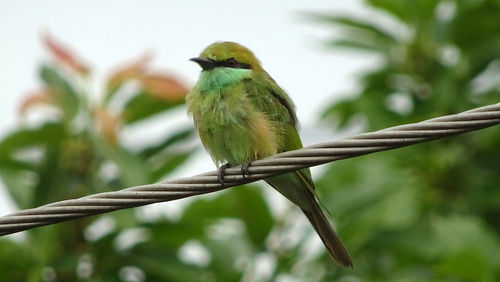 Close-up of bird perching on tree