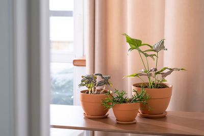 Potted plant on window at home