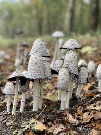 Close-up of mushrooms growing on field