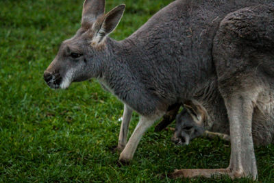 Side view of deer standing on field