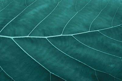 Full frame shot of green leaf