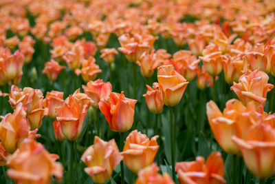 Full frame of tulips blooming in field