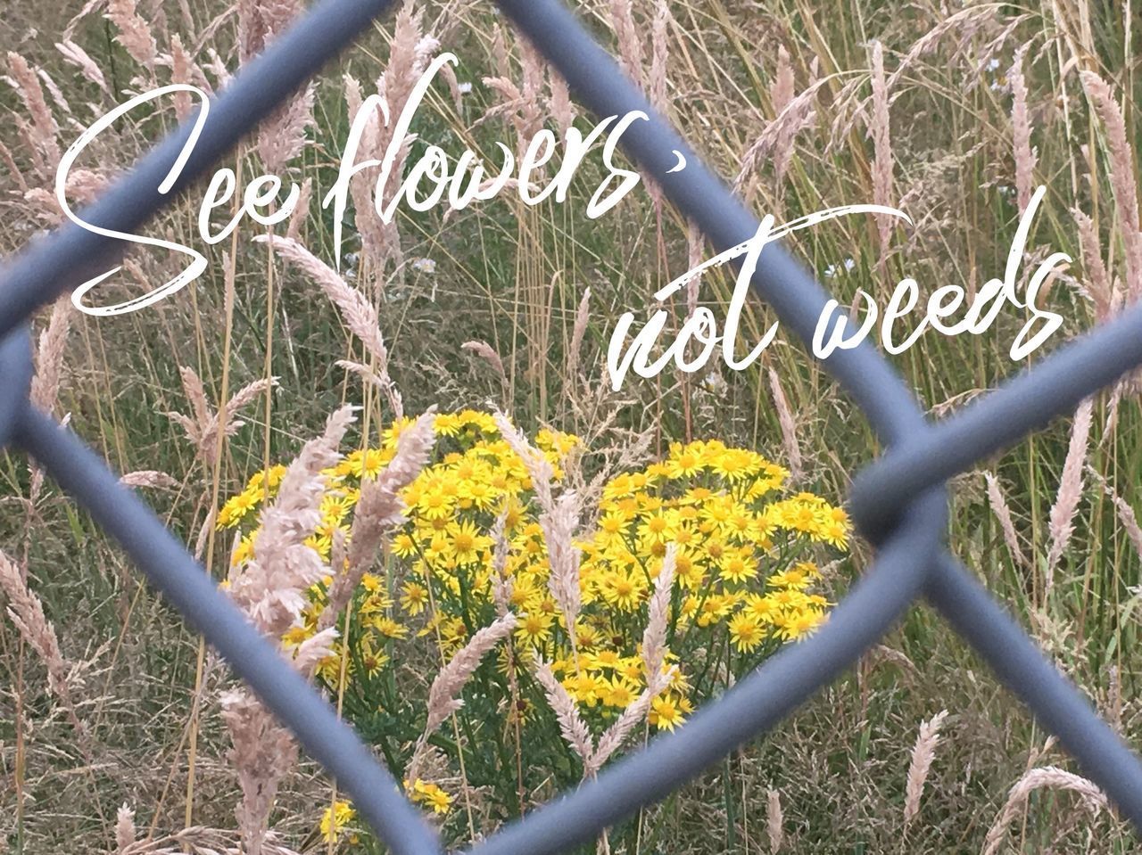 CLOSE-UP OF YELLOW FLOWERING PLANTS ON FENCE