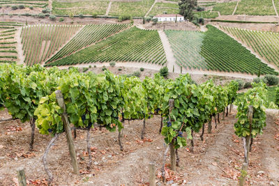 Panoramic shot of vineyard