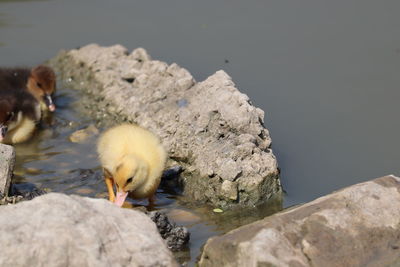 Ducks on rock in lake
