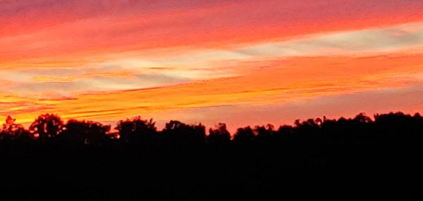 Silhouette trees against dramatic sky during sunset