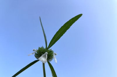 Low angle view of flowering plant against clear blue sky