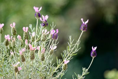 Close-up of purple flowers blooming outdoors