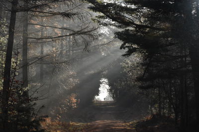 Sunlight streaming through trees in forest