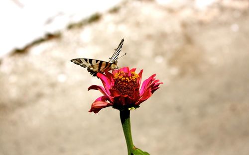 Close-up of butterfly pollinating on flower