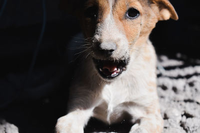 Close-up portrait of dog sticking out tongue outdoors