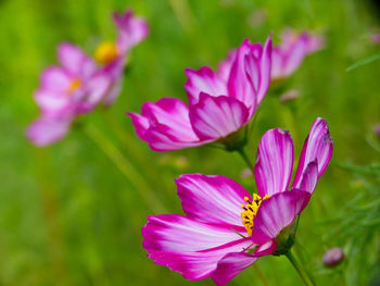 Close-up of pink flowering plant