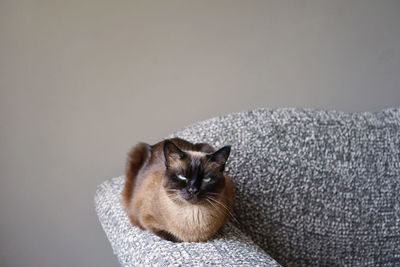 Portrait of cat relaxing against wall