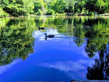 View of ducks swimming in lake