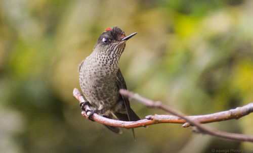 Close-up of bird perching on branch