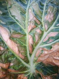 Full frame shot of leaves