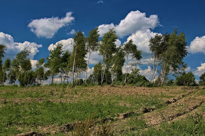 Trees on field against sky