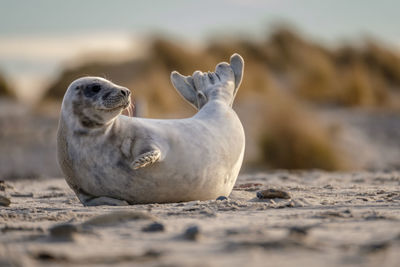 Close-up of animal on beach