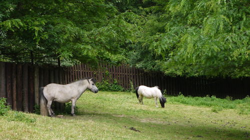Horses on grassy field against trees