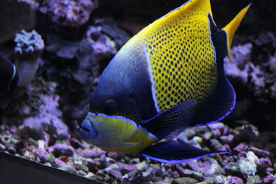 Close-up of fish underwater