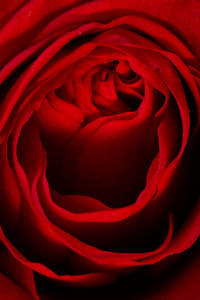 Close-up of red rose