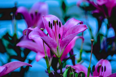 Close-up of pink lilies