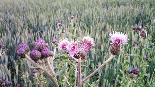 Close-up of pink flowers blooming in field