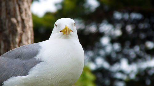 Close-up of seagull