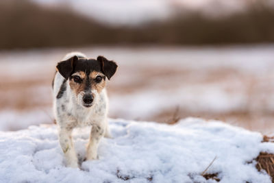 Portrait of dog on snow covered field