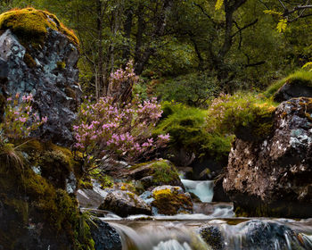 View of waterfall in forest