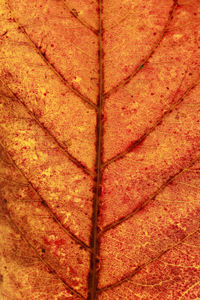 Full frame shot of leaf