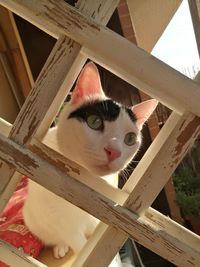 Close-up portrait of a cat