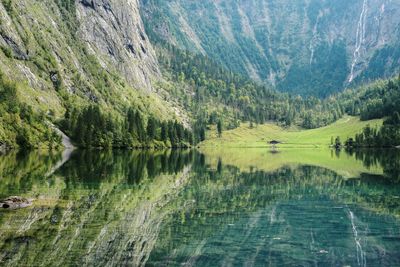 Scenic view of lake in forest