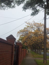 Street light along trees