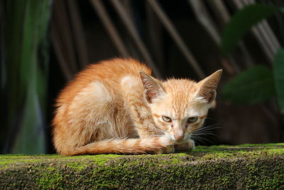 Close-up of stray ginger cat