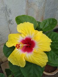 Close-up of yellow flowering plant