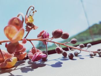 Close-up of red berries on plant against sky