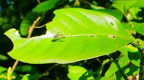 Close-up of insect on leaf